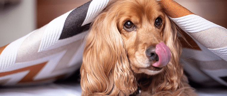 chien langue